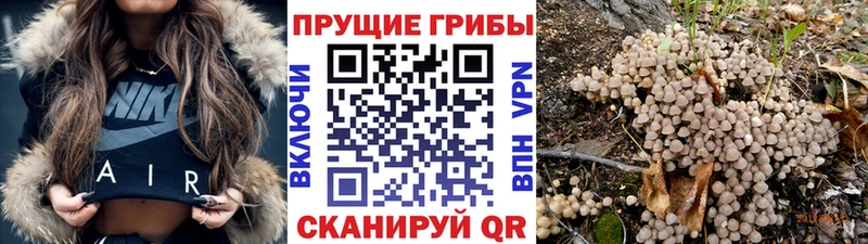 магазин наркотиков Печора Псилоцибиновые грибы Psilocybine cubensis